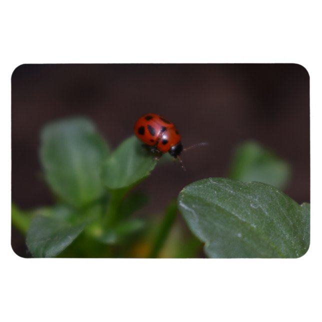 Magnet Flexible Ladybug (Horizontal)