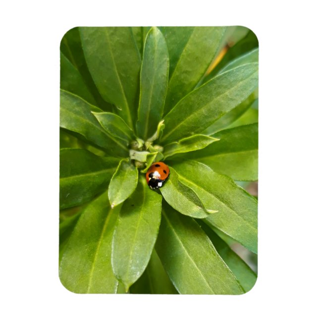 Magnet Flexible Ladybug (Vertical)