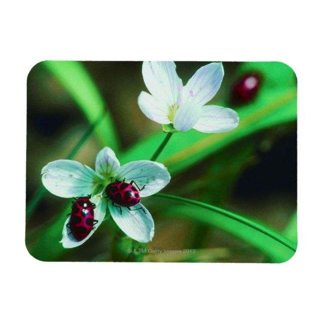Magnet Flexible Ladybug (Horizontal)