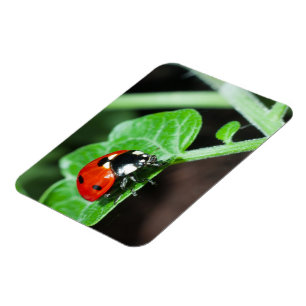 Magnet Flexible Ladybug