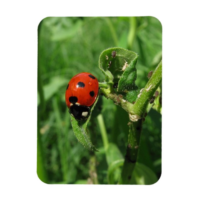 Magnet Flexible Ladybug et Aphides (Vertical)