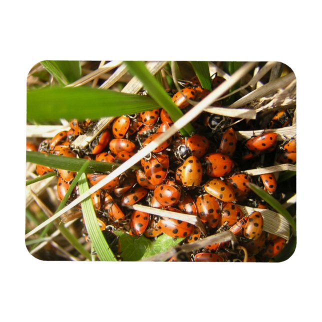 Magnet Flexible Ladybugs (Coccinellidae) (Horizontal)
