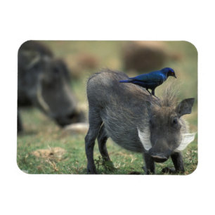 Magnet Flexible L'Afrique du Sud, Pilanesburg GR, Warthog