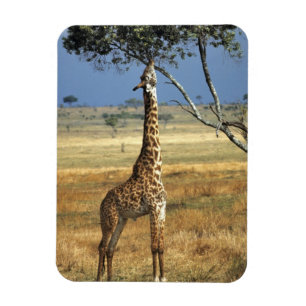 Magnet Flexible L'Afrique, Kenya, Amboseli NP. Un terrain