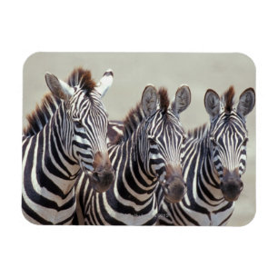 Magnet Flexible L'Afrique, Tanzanie, zèbres