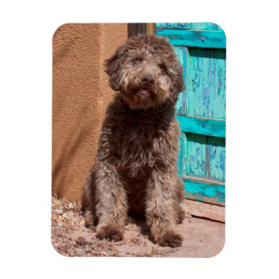 Magnet Flexible Lagotto Romagnolo Attend Par Une Porte Bleue