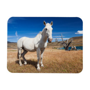 Magnet Flexible Laguna Azul, paysage avec chevaux