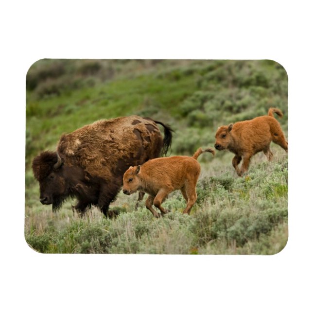 Magnet Flexible Lamar Valley Mini Stampede (Horizontal)