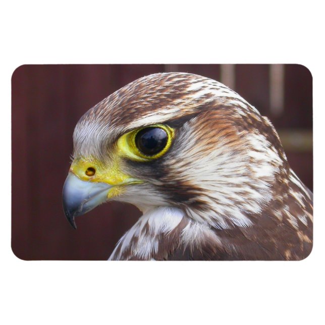 Magnet Flexible Lanner Falcon (Horizontal)