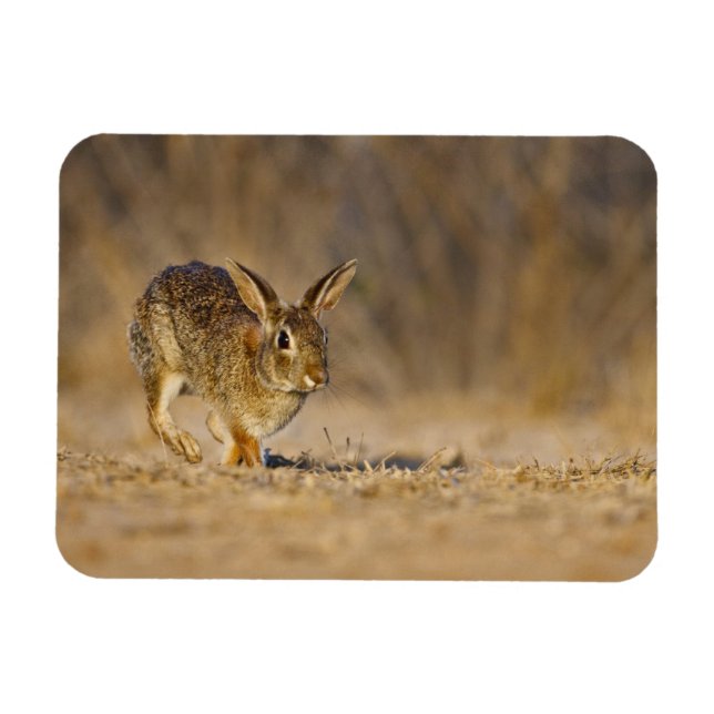 Magnet Flexible lapin à queue blanche sautant (Horizontal)