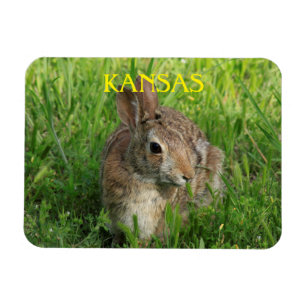 Magnet Flexible Lapin de Kansas Bunny