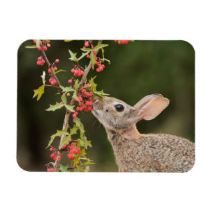 Magnet Flexible Lapin de l'Est Sud du Texas