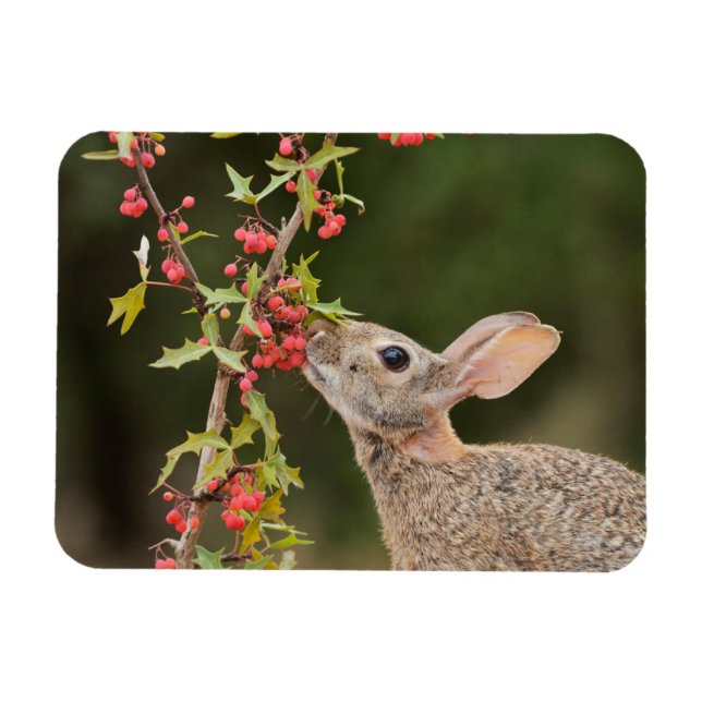 Magnet Flexible Lapin de l'Est | Sud du Texas (Horizontal)