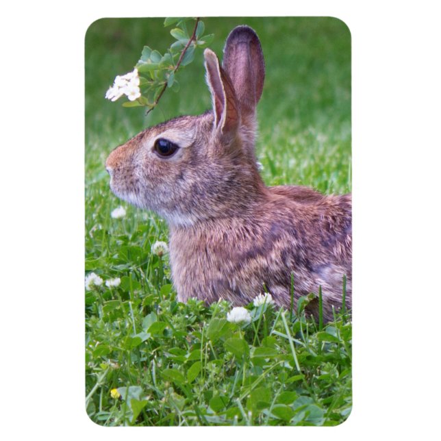 Magnet Flexible Lapin lapin dans la photographie d'animaux d'herbe (Vertical)