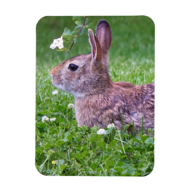 Magnet Flexible Lapin lapin dans la photographie d'animaux d'herbe (Vertical)