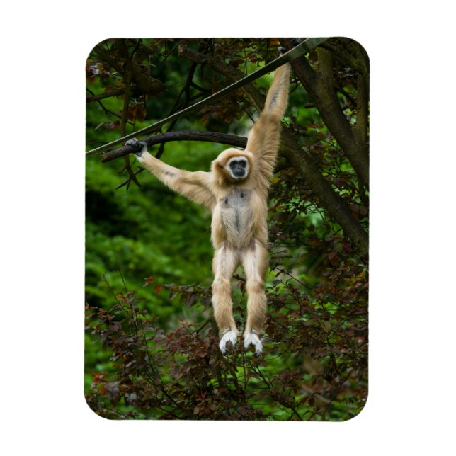 Magnet Flexible Lar Gibbon suspendu de l'arbre (Vertical)