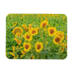 Magnet Flexible Large field of sunflowers near Moses Lake, WA 2