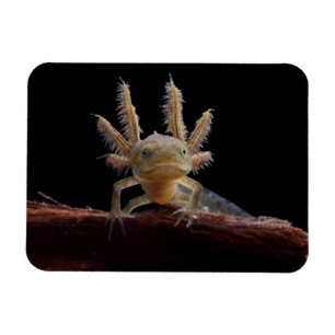 Magnet Flexible larve de triton en berceau