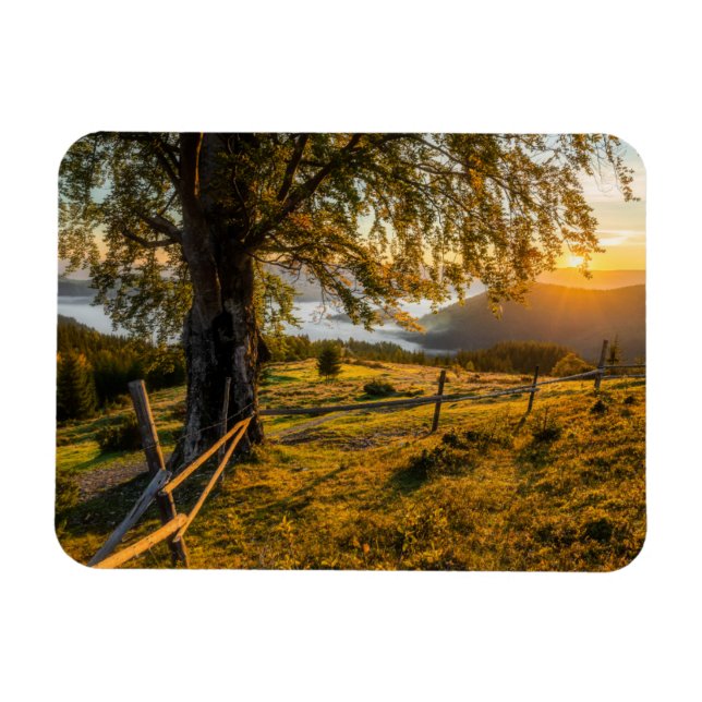 Magnet Flexible L'aube triste dans une forêt (Horizontal)