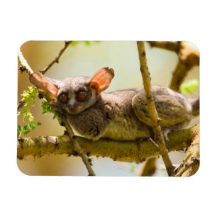 Magnet Flexible Le Bébé du Sénégal (Galago Senegalensis)