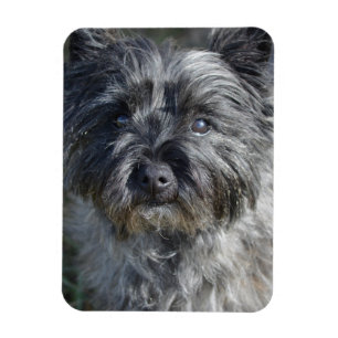 Magnet Flexible Le cairn Terrier font face