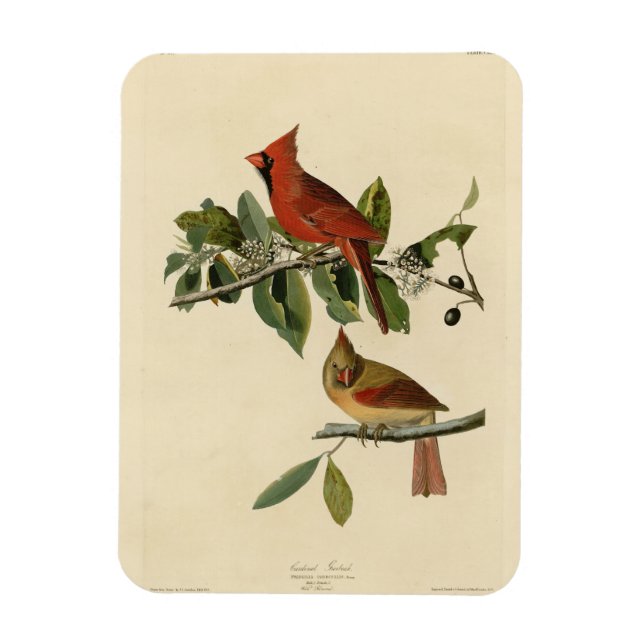 Magnet Flexible Le cardinal Grosbeak de Audubon's Birds of America (Vertical)