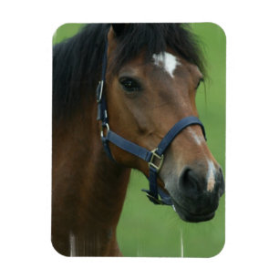 Magnet Flexible Le cheval Arabe décrit l'aimant