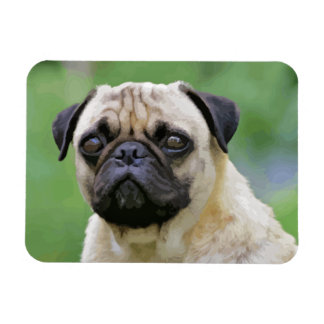 Magnet Flexible Le chien Carlin