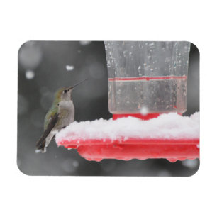 Magnet Flexible Le colibri d'Anna dans la neige