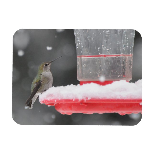 Magnet Flexible Le colibri d'Anna dans la neige (Horizontal)