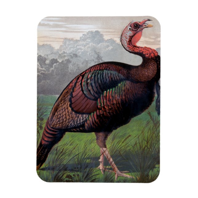 Magnet Flexible Le coq sauvage américain de Turquie, illustration  (Vertical)