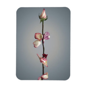 Magnet Flexible Le dernier pétal...