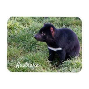 Magnet Flexible Le diable de Tasmanie, Tasmanie, Australie