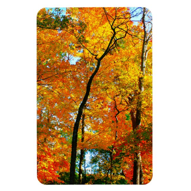 Magnet Flexible Le feuillage d'automne dans le parc (Vertical)