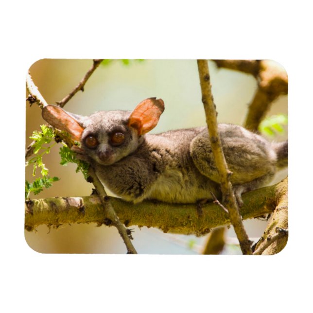 Magnet Flexible Le Galago du Sénégal (Galago Senegalensis) (Horizontal)