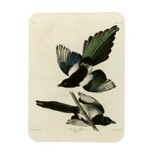 Magnet Flexible Le gâteau américain des oiseaux d'Amérique d'Audub