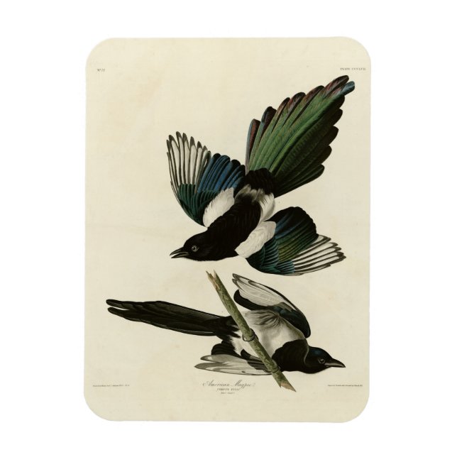 Magnet Flexible Le gâteau américain des oiseaux d'Amérique d'Audub (Vertical)