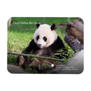Magnet Flexible Le géant Panda Mei Xiang
