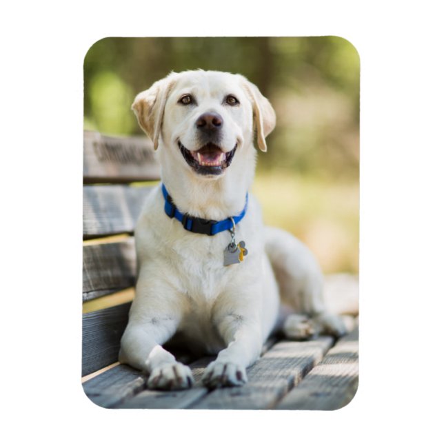 Magnet Flexible Le Labrador Jaune Pose Sur Le Banc (Vertical)