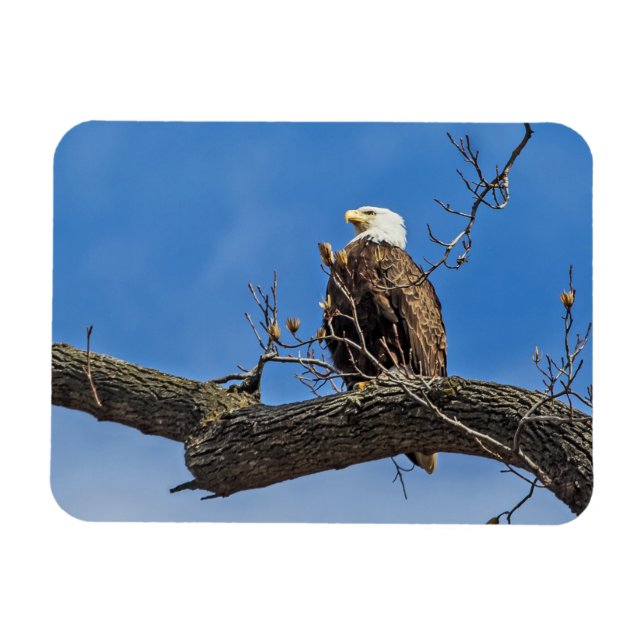Magnet Flexible Le Noble aigle des chauves-souris (Horizontal)