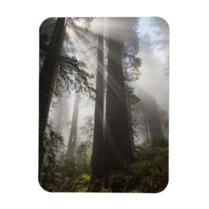 Magnet Flexible Le parc national de Redwood Californie