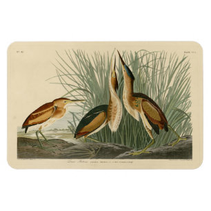 Magnet Flexible Le Petit Bitterne des oiseaux d'Amérique d'Audubon