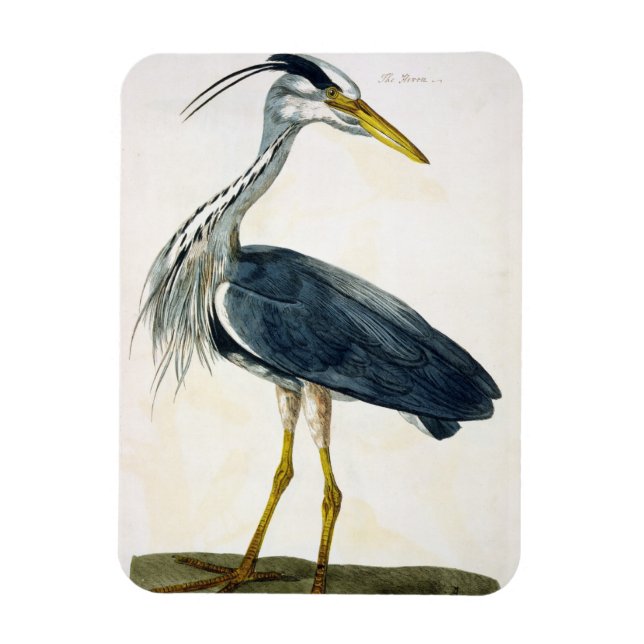 Magnet Flexible Le plat Heron (Ardea cinerea) de "The British (Vertical)