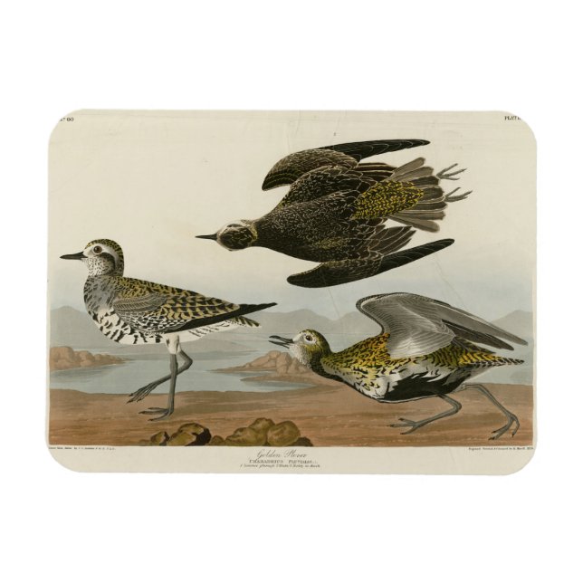 Magnet Flexible Le Pluvier doré américain, les oiseaux d'Amérique  (Horizontal)