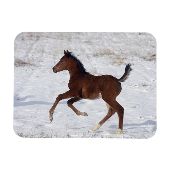 Magnet Flexible Le poulain arabe dans la neige (Horizontal)