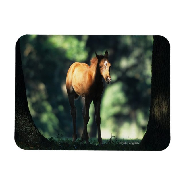 Magnet Flexible Le poulain arabe dans les arbres (Horizontal)