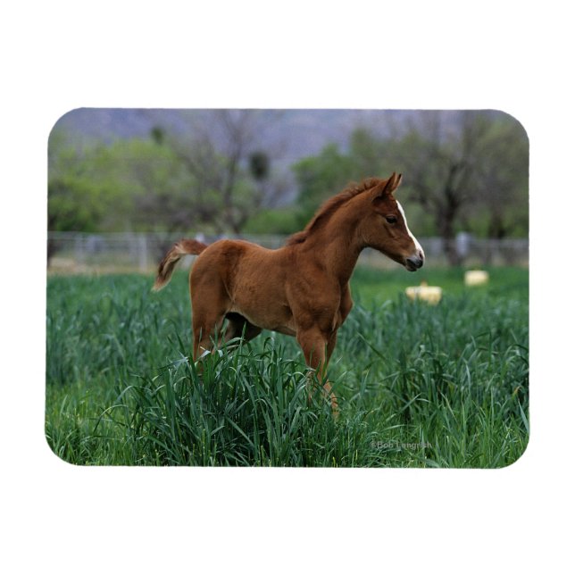 Magnet Flexible Le poulain arabe debout (Horizontal)