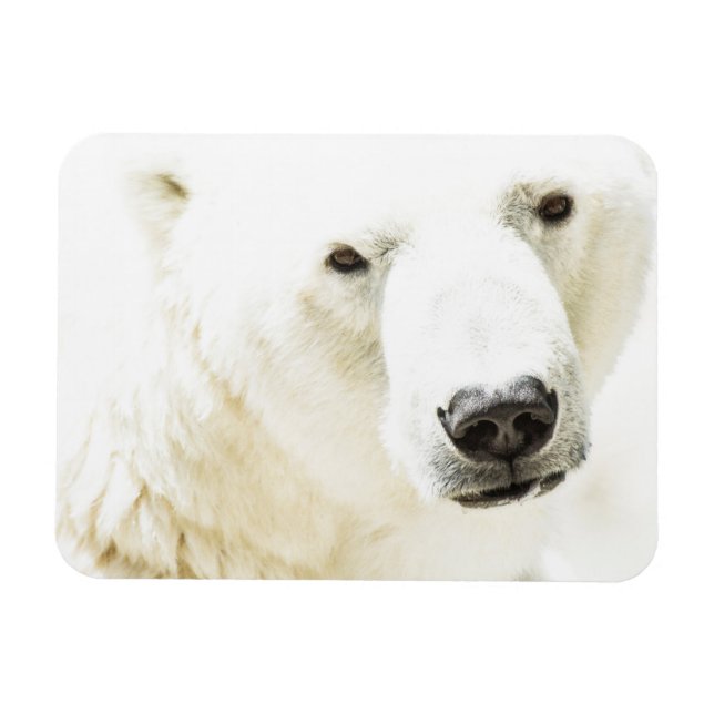 Magnet Flexible Le regard d'un ours polaire (Horizontal)
