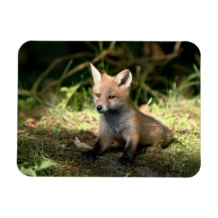 Magnet Flexible Le Renard rouge de Little Cub