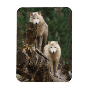 Magnet Flexible Le royaume des loups blancs